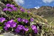 Alla Bocchetta di Budria (2216 m) al Rifugio Balicco e Bivacco Zamboni ad anello il 28 maggio 2021- FOTOGALLERY